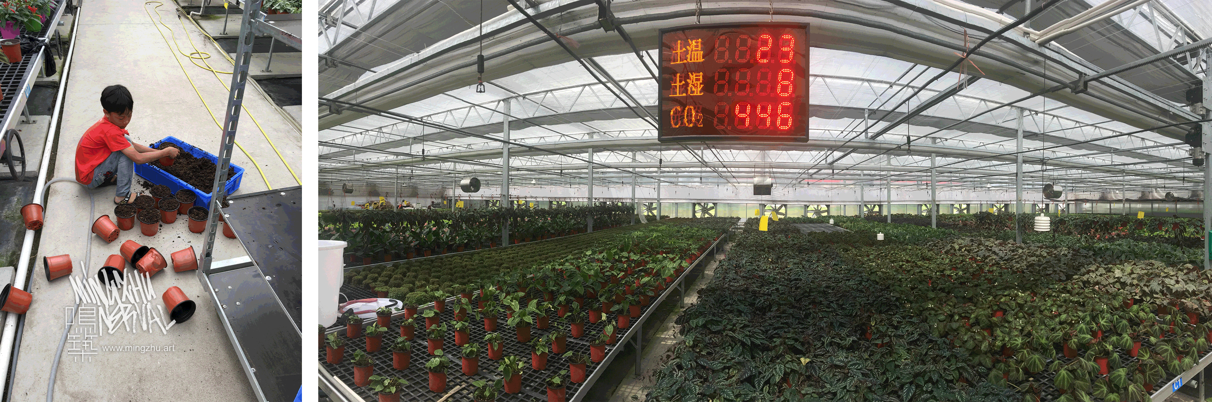 Seedling work at Mingzhu Nerval nursery