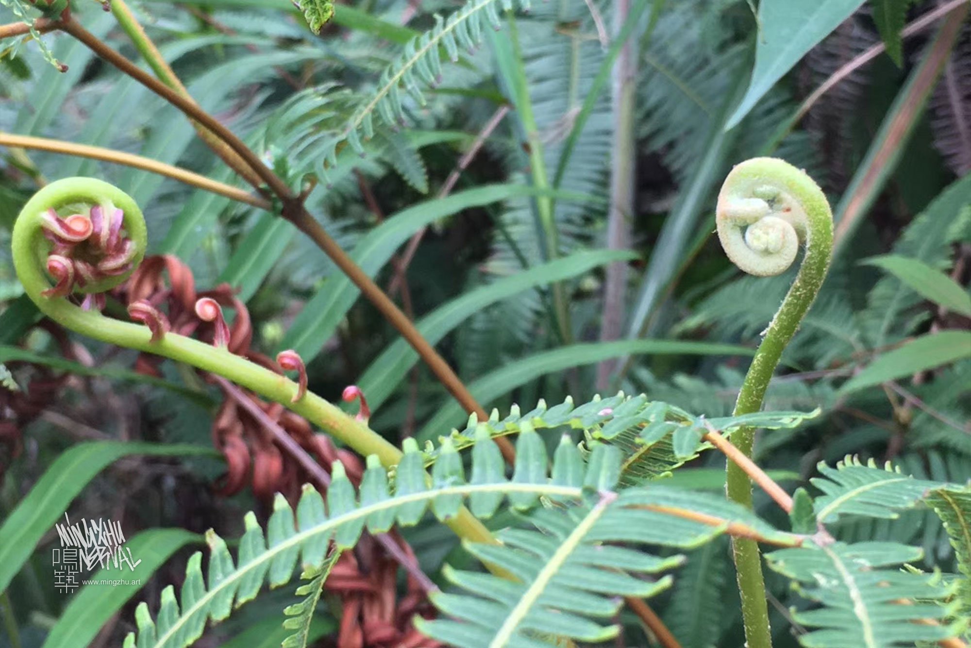 Mingzhu Nerval, Fern cultivation