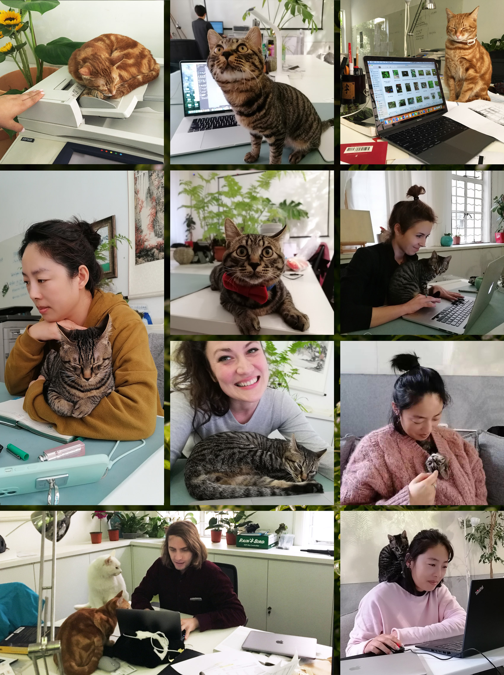 Mingzhu Nerval, plant and cat lovers