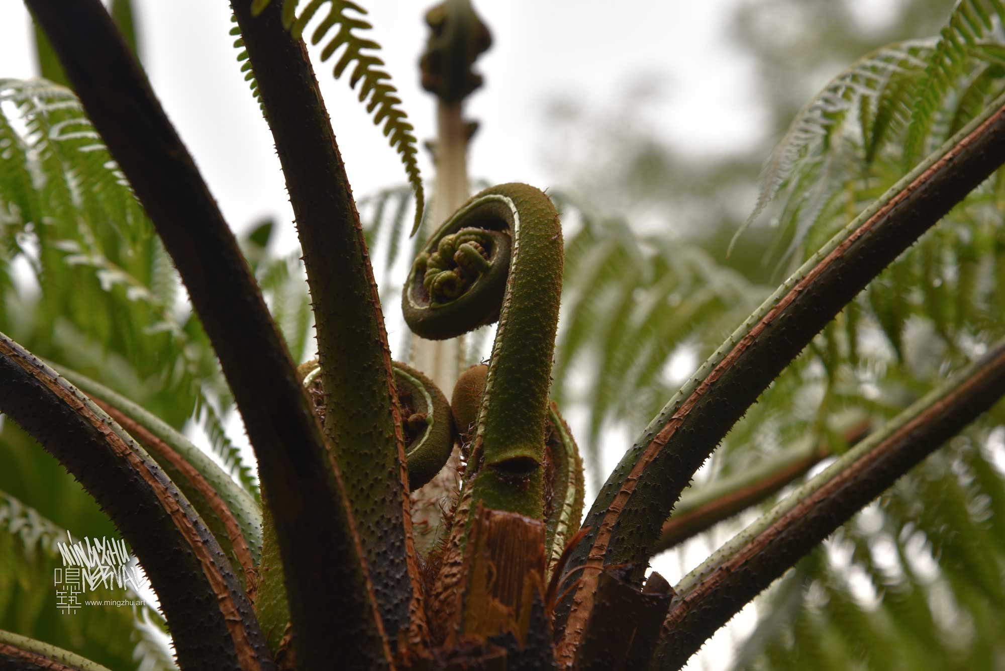 Mingzhu Nerval, Fern cultivation