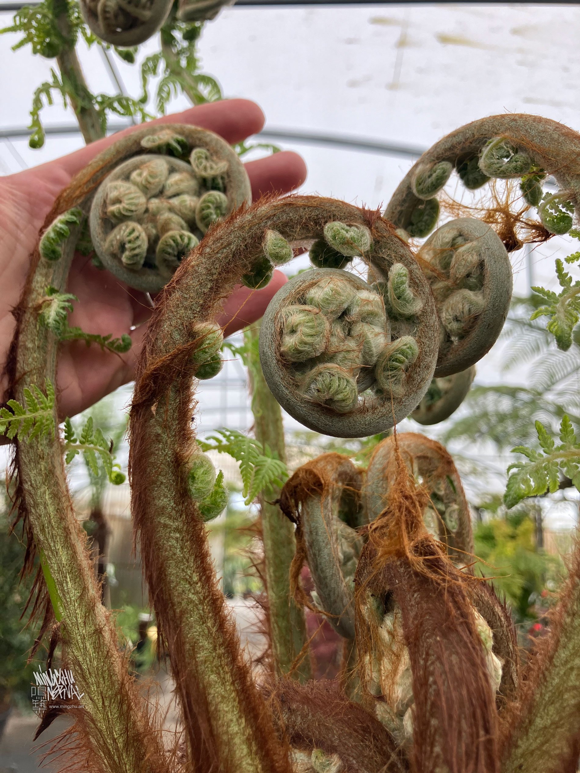 Mingzhu Nerval, Fern cultivation