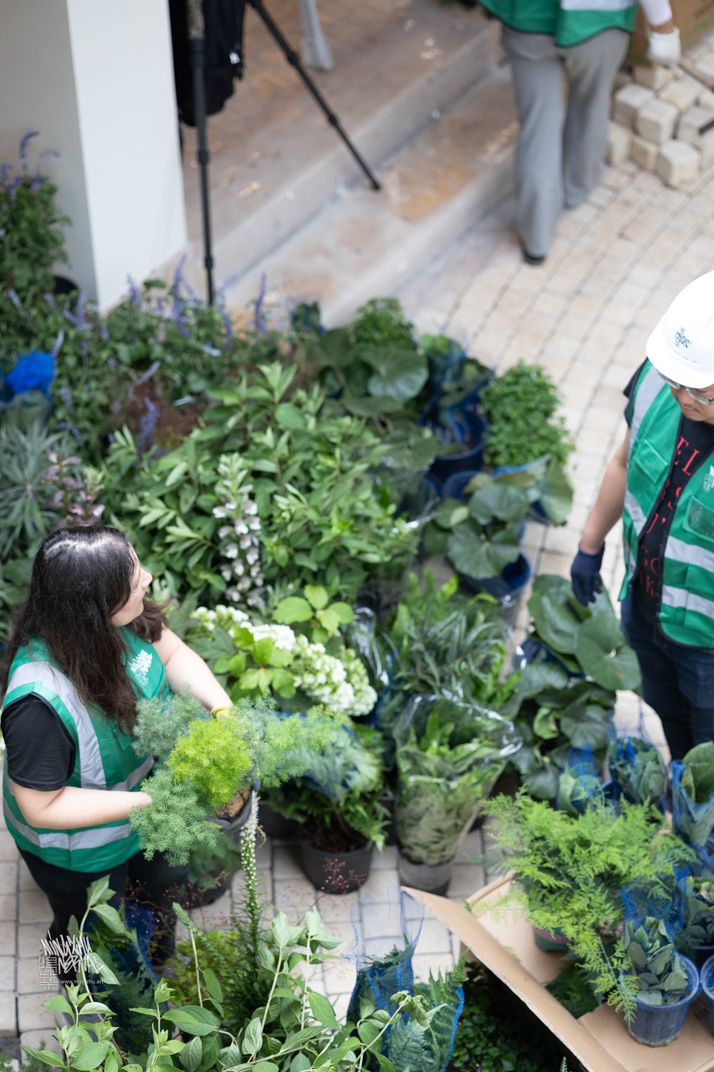 Mingzhu Nerval, building a garden for LOEWE in Chengdu, 2024