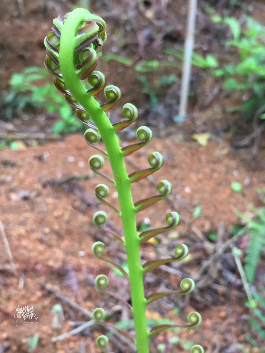 Mingzhu Nerval, Fern cultivation