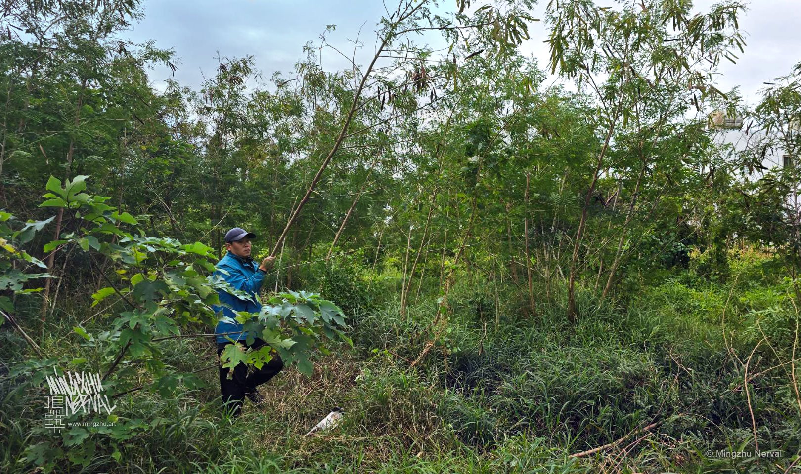 Mingzhu Nerval, battling invasive species in Kenting, Taiwan