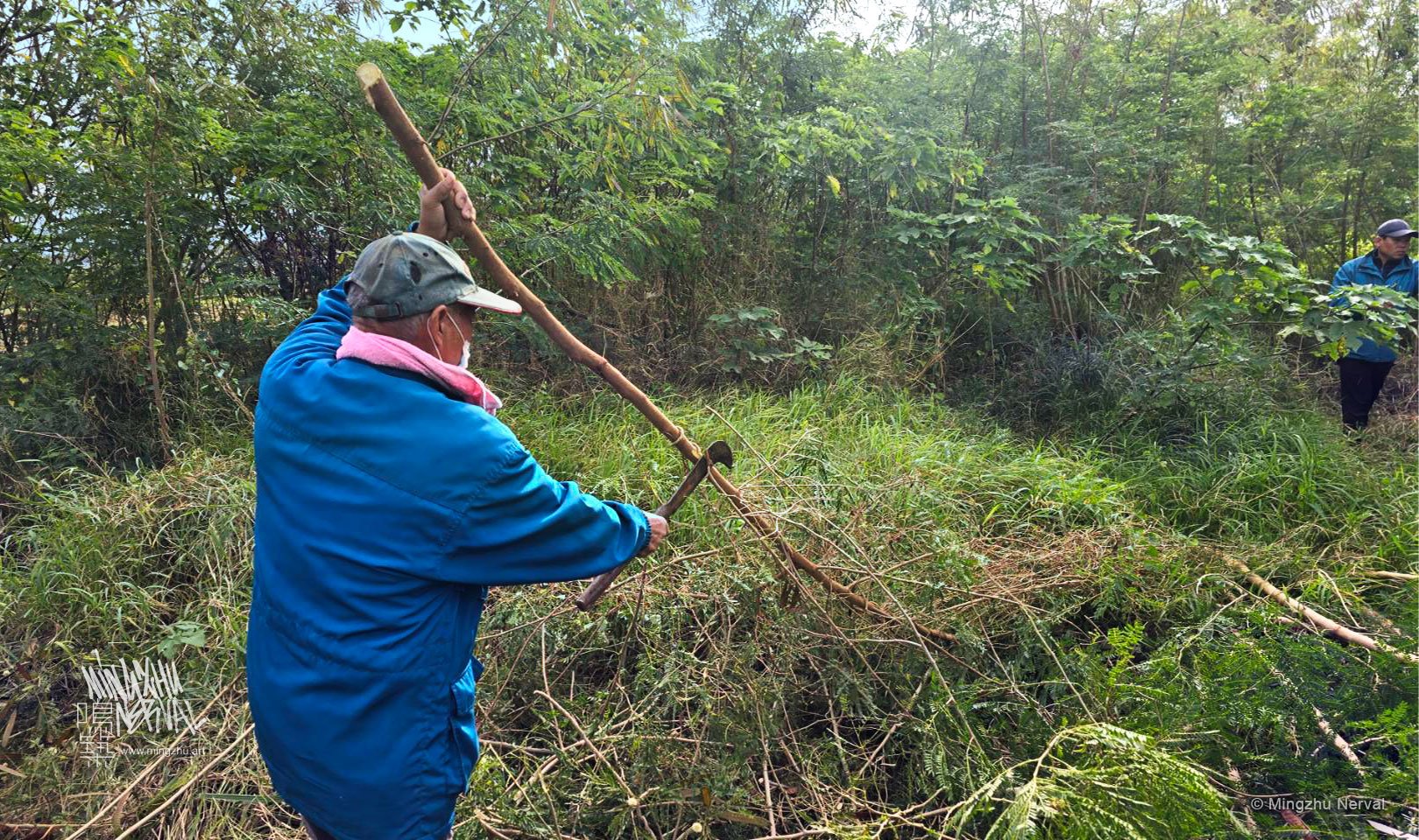 Mingzhu Nerval, battling invasive species in Kenting, Taiwan